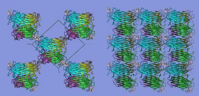 Arrangement of protein concanavalin A molecules in two different protein crystalline frameworks. Credit: Fudan University/HZB