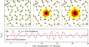 Graphische Darstellung eines oszillierenden Polarons in flüssigem Wasser © MBI