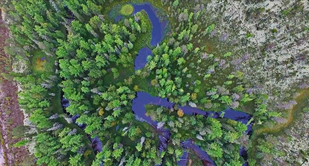 Western Siberia forest patch. Photo: Svetlana Serikova, Umeå University