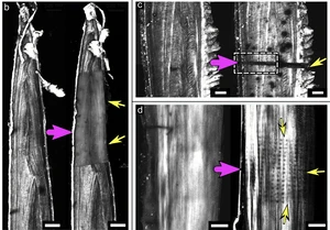 Collagen distribution in pike bones © Charité Berlin/HZB