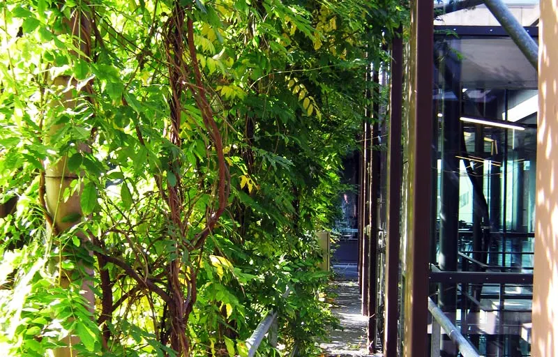 Blauregen, Clematis und wilder Wein kühlen das Physik-Gebäude der HU. Bild: Adlershof Special