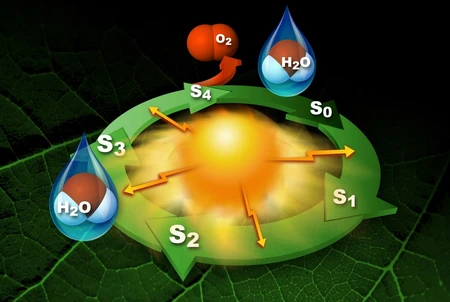 Sketch of the Photosystem II. Credit: SLAC
