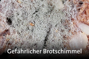Verschimmeltes Brot, Foto: BAM