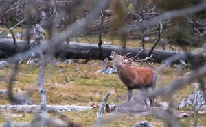 Brüllender Rothirsch im Wald