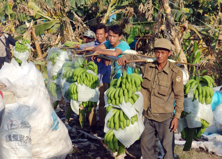 Bananenplantagen Laos © Til Jonas