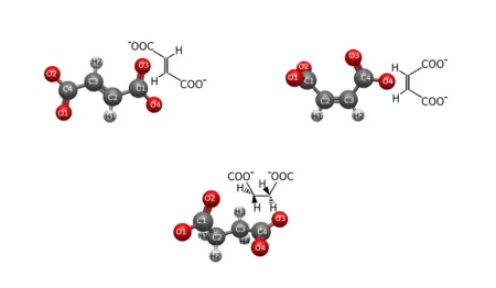 Molekulargeometrische Strukturen von Fumarat, Maleat und Succinat-Dianionen © HZB