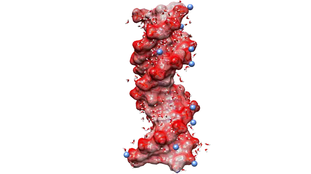 DNA-Helix Schematische Struktur einer DNA-Helix und Verteilung von Wassermolekülen. Bild: MBI