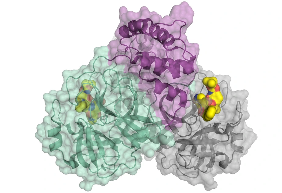Schematische Darstellung der Coronavirus-Protease © HZB