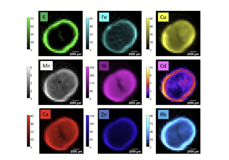 Röntgenfluoreszenz-CT von Kakaobohnen © HZB