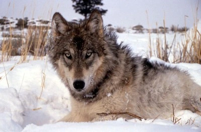 Wolf im Schnee. Bild: HU Berlin