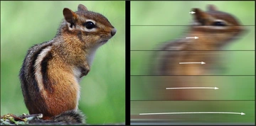 Streifenhörnchen, einmal deutlich erkennbar und einmal durch Bewegung verwischt
