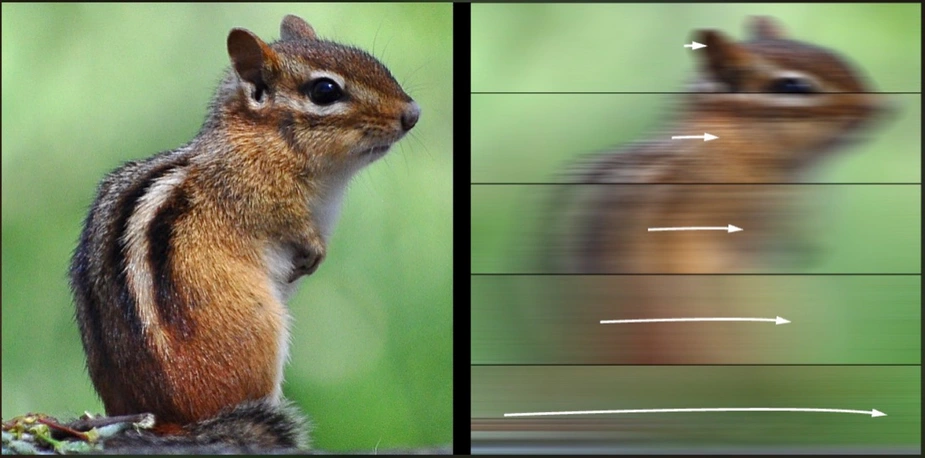 Streifenhörnchen, einmal deutlich erkennbar und einmal durch Bewegung verwischt