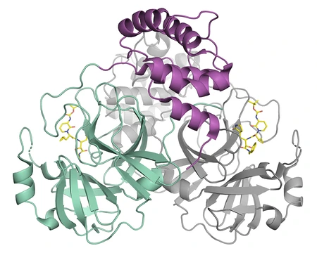 Schematische Darstellung der Coronavirus-Protease © Helena Tabermann/HZB