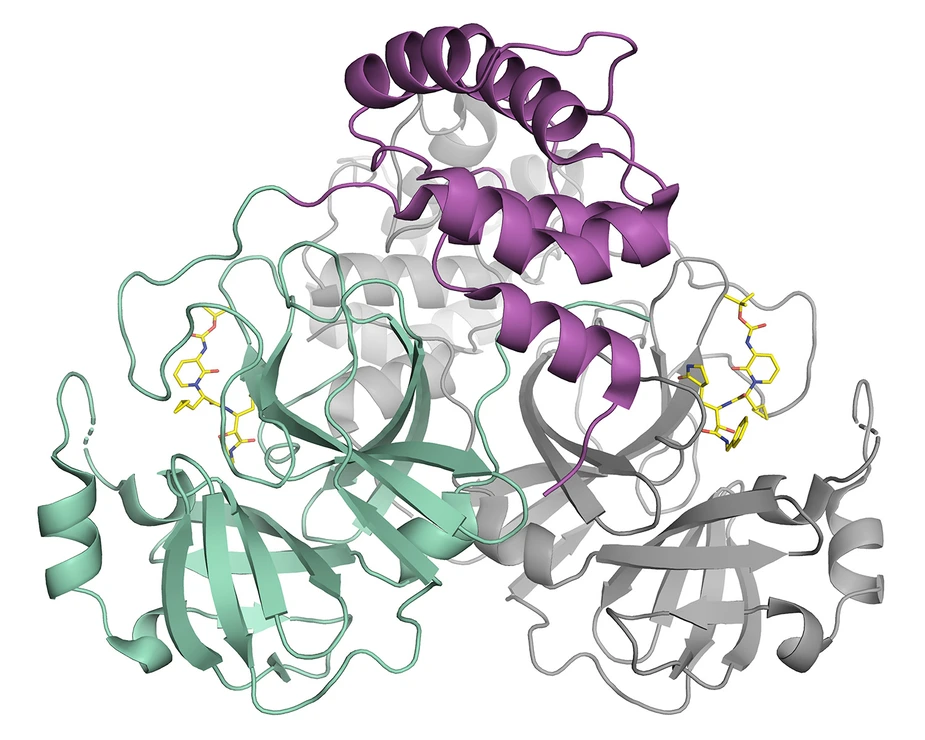 Schematic representation of the coronavirus protease © Helena Tabermann/HZB