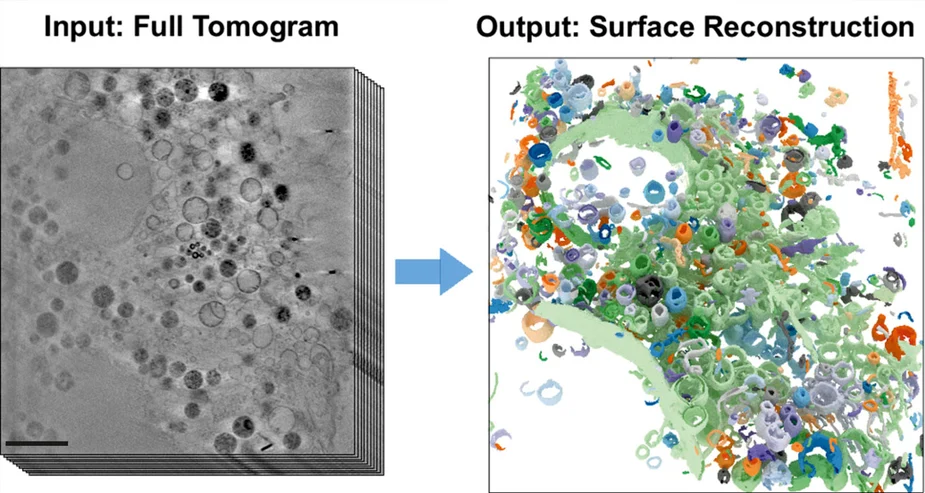 Zwei Abbildungen. Input links: Full Tomogram. Output rechts: Surface Reconstruction