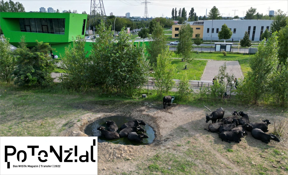 Water buffalos at CBP Marzahn. Photo: Lukas Becker