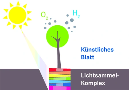 Künstliche Katalysatoren ahmen das Prinzip der Photosynthese nach. Grafik: HZB