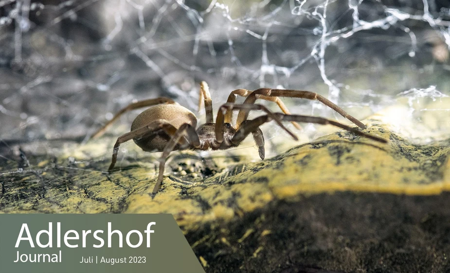 Spinne © RWTH Aachen (Junior Research Group Spider Silk) / BAM