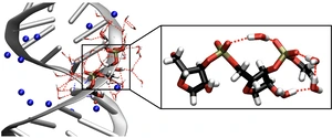 RNA-Doppelhelix. Abbildung: MBI