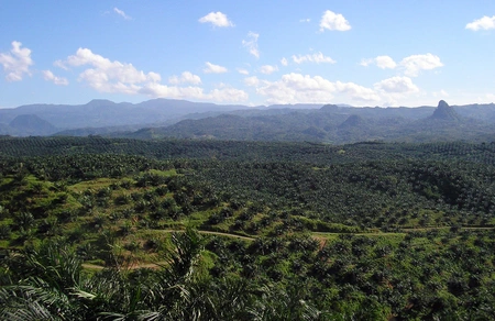 Palmölplantagen in Indonesien. Foto: Achmad Rabin Taim, Wikimedia Commons