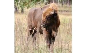 Wisent. Foto: Tobias Kümmerle