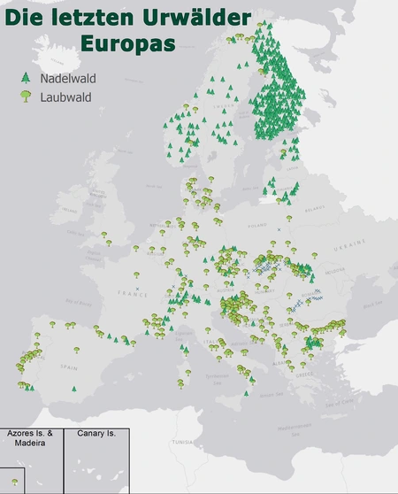 Karte Urwälder in Europa. Grafik: Esri, HERE, Garmin, OpenStreetMap contributors, and the GIS user community
