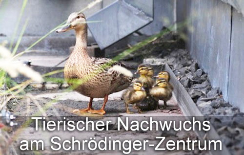 Enten auf dem Dach des Erwin Schrödinger-Zentrums in Berlin Adlershof. Bild : WISTA